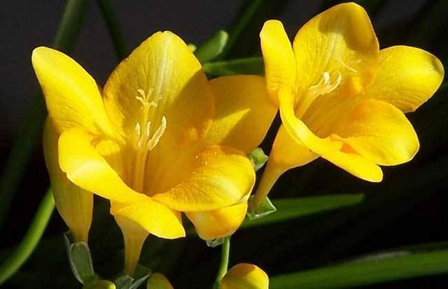 在家制作“催花液”,每个月用一点,花苞枝条猛窜,真耐看!