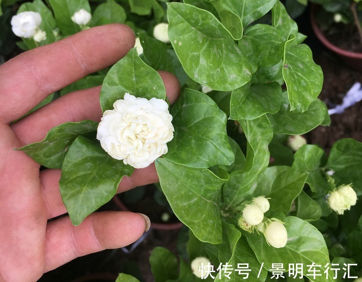 植株|被誉为最香的茉莉虎头，盆栽照顾到位，一年开花3、4次