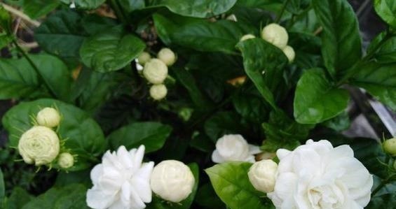 新手扦插茉莉花，用个“大油桶”，7天就生根，成活率100%！