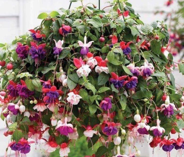 几款花卉花大色艳易爆盆,楚楚动人,颜值超高的