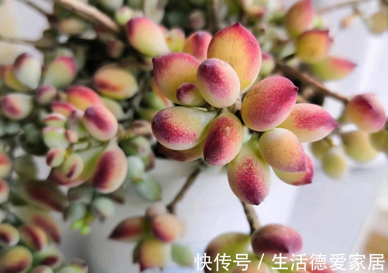 福娘系多肉中非常经典的2个品种,一个有香味一个叶片肥,值得养