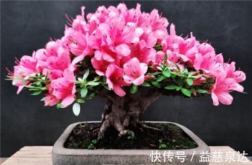 皋月杜鹃|此款盆栽花卉,比兰花大气,越养越漂亮,养几年长成传家宝