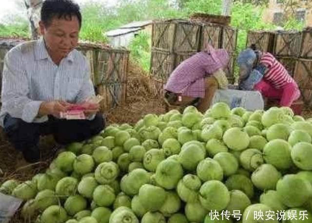 甜菜茄|农村人最喜欢吃的“零食水果”，中医说还有去除口臭的功效！