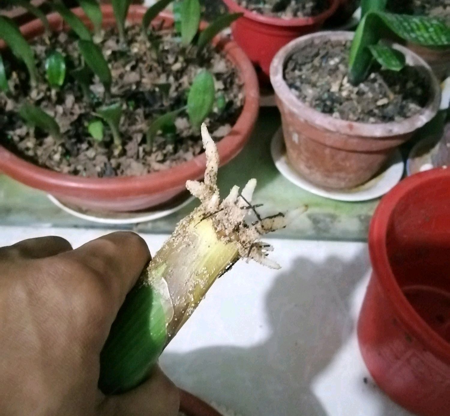 无根的君子兰不用丢，使用一种发根神土，两个月新根爆不停