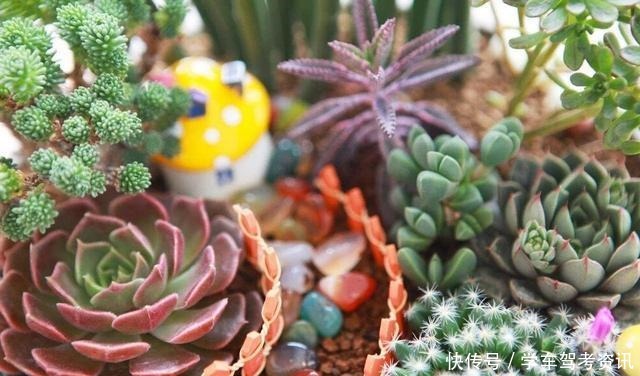 养多肉常见的4个误区，养啥都不行，怪不得养不久！