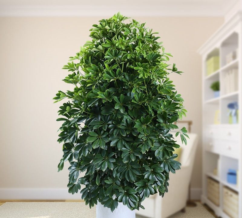 家中养三花,旺人又旺家,老祖先留下的经验,真的有道理