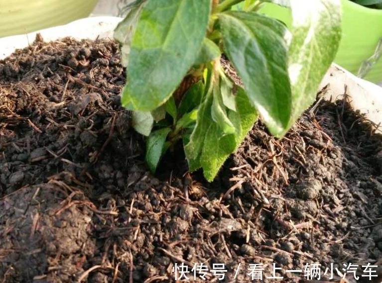 做好此几点,没养过花的,都能把杜鹃花养的花团锦簇