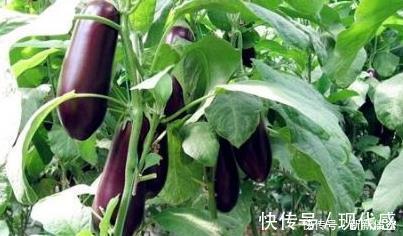 此物|提醒茄子与此物一同吃,还是几类疾病的“特效药”,早知早好