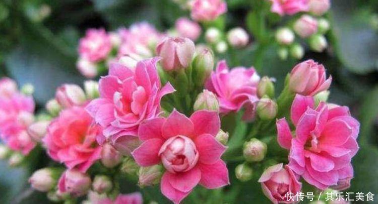 适合冬天养的花卉,好养易爆盆,家里变成温馨小花园