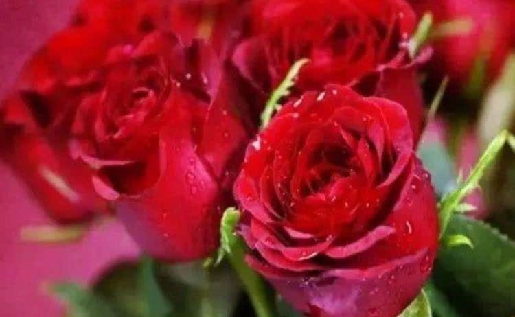 5种花比香水还好闻，一开就是大半年，四季有花赏，花美心情好