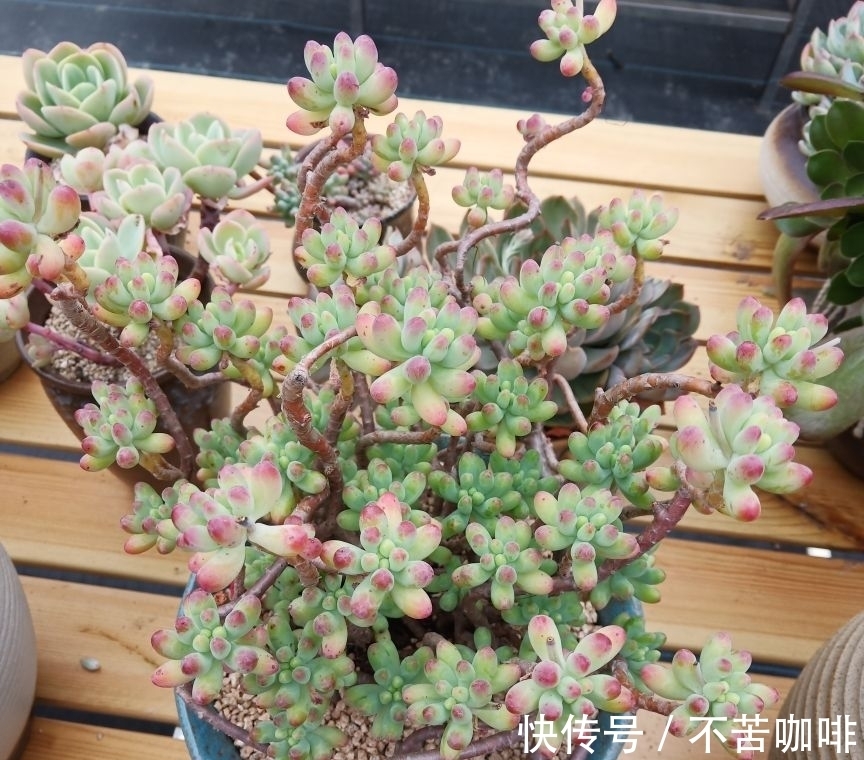 多肉|4种“省钱植物”,实在太贴心,掐个枝条插土里就能活