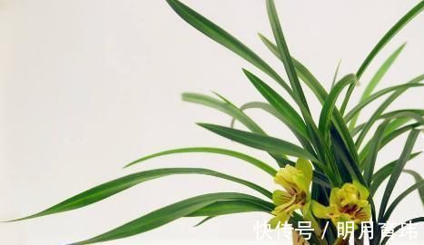 花美极|想要兰花叶子绿, 用这种水来浇, 养出的花美极了