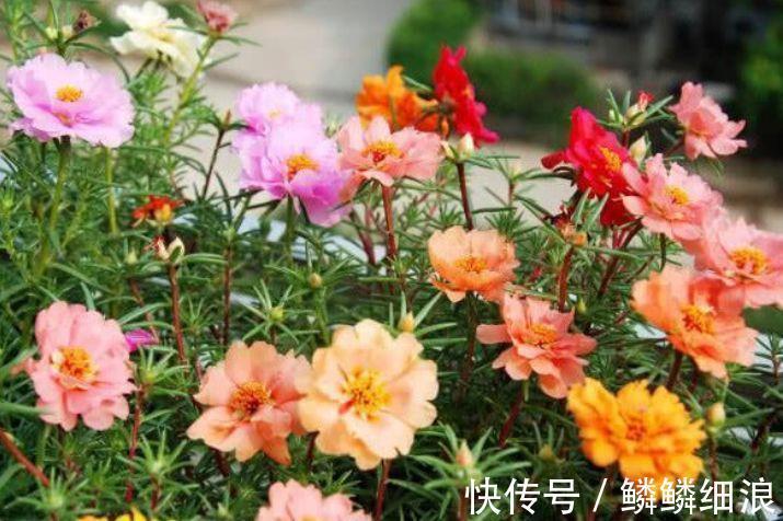 五角星花|4种花美的出奇，一盆几十块，添绿意清空气，格调品味高！