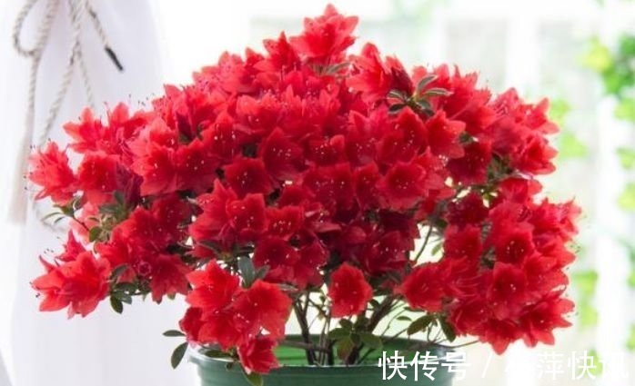 阳台|几种花,开花漂亮又好养,堪称是“开花机器”,养在阳台极美了