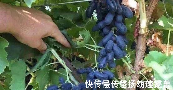 转基因产品|家里有院子的,此树要种2棵,好吃又好看,关键营养价值高!