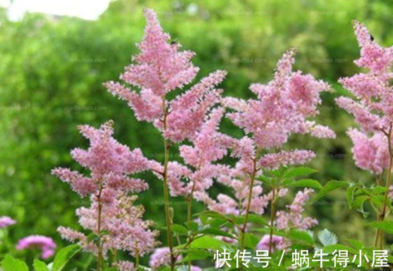 8月逛花市,3种花捡漏正当时,皮实好养,一次性入十盆不嫌多