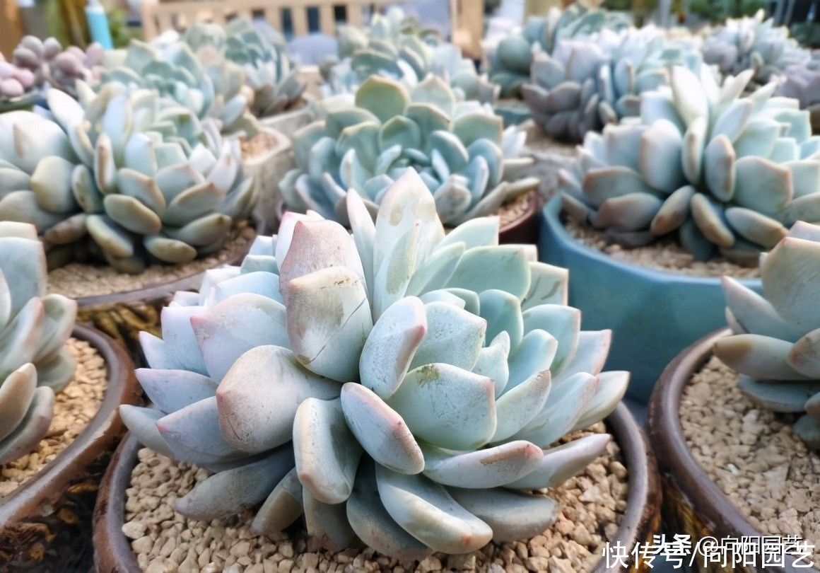 橙梦露养成大包子，很简单，换成全颗粒，少浇水，很快变包子