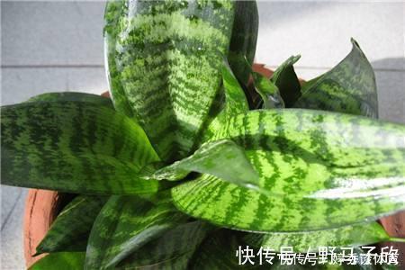 空气植物|世界上那些能净化空气植物，清新空气一把好手，家里办公室都能养