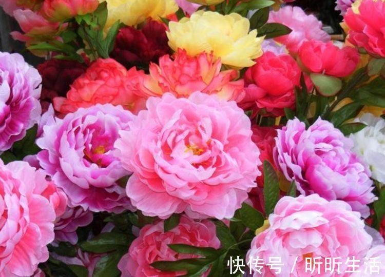 漂亮|几种花，开花漂亮又好养，美爆了，叶子漂亮，还能开花