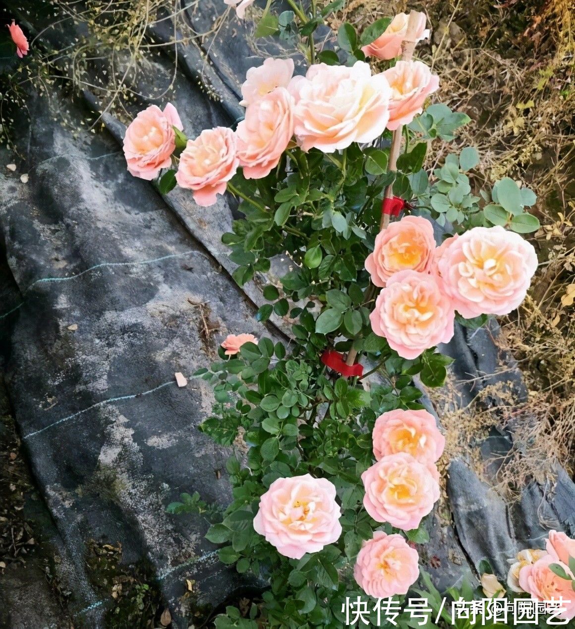 主干|月季花也有好坏！如何挑选好的月季？养好月季花，苗子要选对
