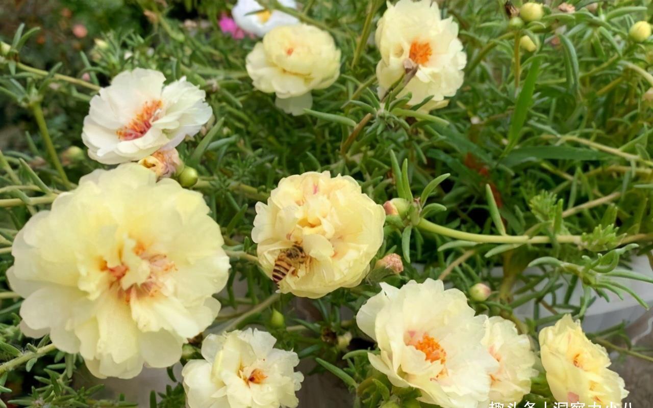 养花在“精”不在多，试试这“三种花”，入春开出一片花海