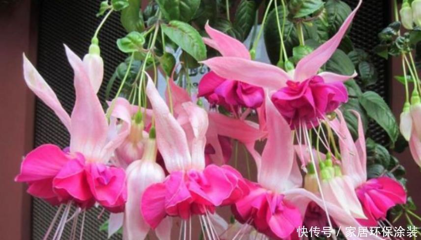 施肥|非常漂亮的4种花,养在家里,一年四季开花不断