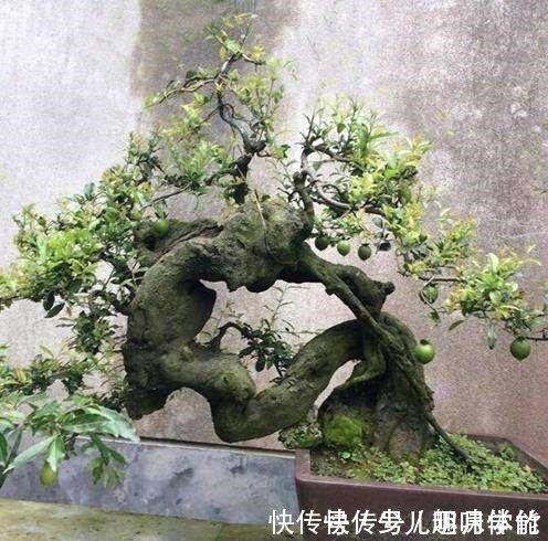 盆栽|3种“盆景树”,比一般盆栽贵,但个个大气端庄,适合客厅养!