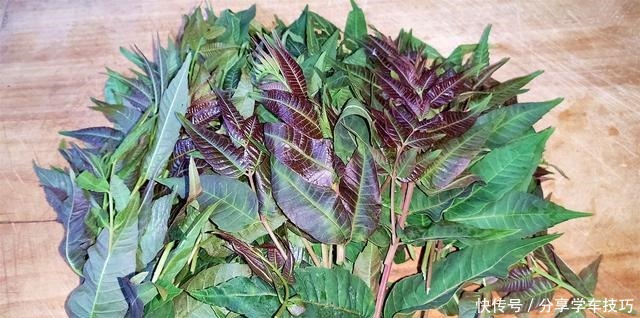 香椿吃不完，教你如何保存香椿，特别简单，随吃随取