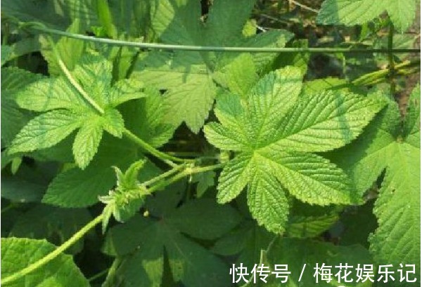 巨噬细胞|被埋没在农村的5种“抗癌王”，效果比蒲公英还要好100倍