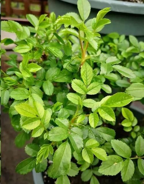 月季花新叶出现这种现象时，要及早矫正！