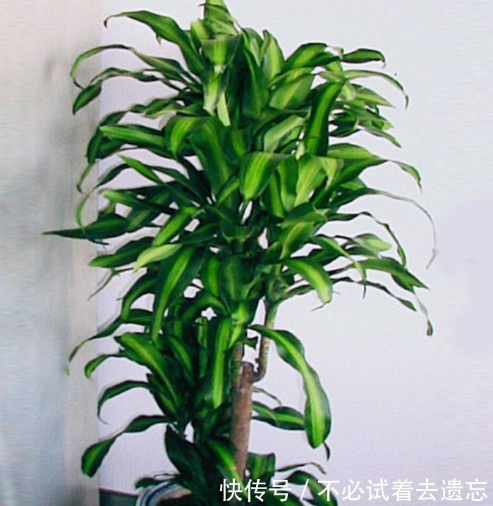 3种花专吸“甲醛、二手烟”,1个月不浇水都能长得旺,你养了吗