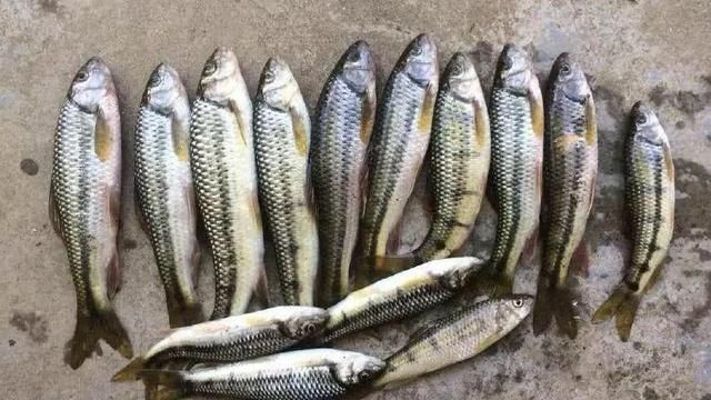 这种鱼体型娇小，藏于深山老林急流中，仍躲不过60元1斤端上餐桌