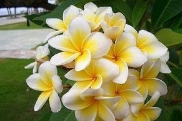 世界上最美的5种花,见过一种我就服你!