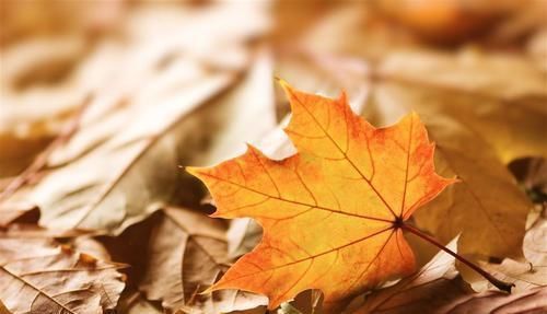 梧桐叶$苏轼一首悲秋词,道尽人生悲凉,让人叹息,人到中年方能明白