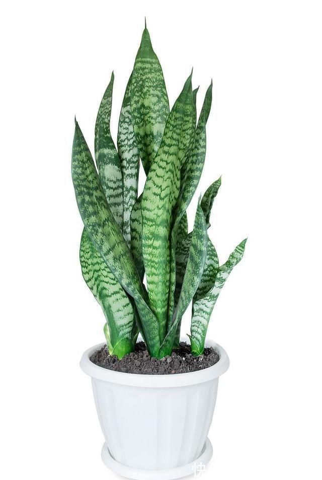 最不耐寒的“三种花”,天冷赶紧搬进屋,小心冻黄又冻伤