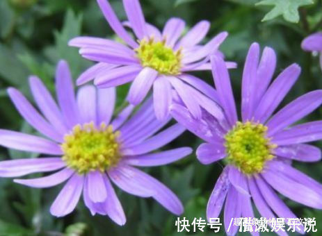 阳台|养花就养这几款，轻松长到大缸装不下，阳台变花园，太美了！