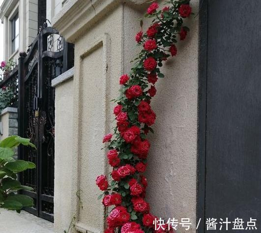 修剪|要想月季开爆花,只需4招,来年月季变成绣花球