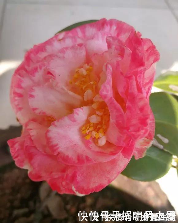 花中娇客|中国传统名花“花中娇客”,30种茶花一开,美了十里八乡