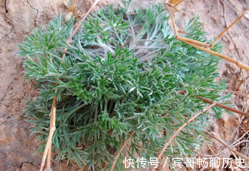 去火|田间地头的1种野菜，可清热去火，增强抵抗力，早食早健康！