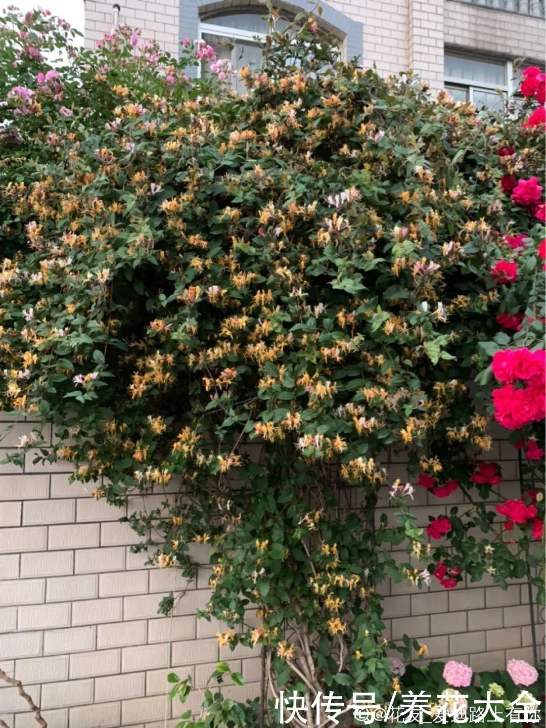 带花芽的枝条不能修剪，未来全是花苞，一剪就亏了