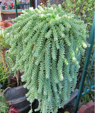 夏天养4款“景天多肉”,便宜好养,花苞红彤彤,呼呼窜成肉瀑布