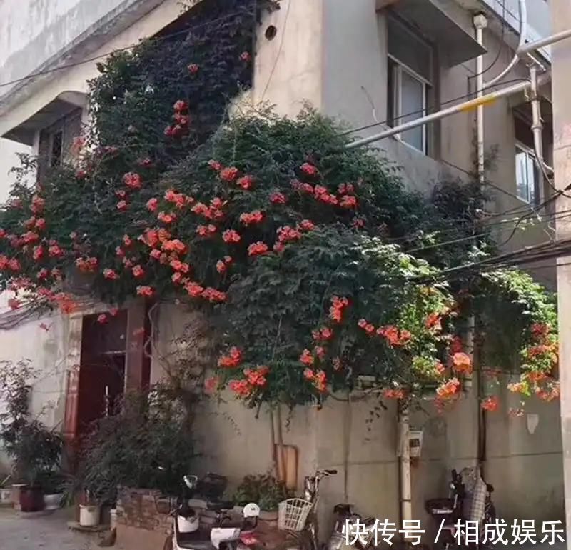 发财树|怪不得老公把发财树扔了，现阳台流行种此花卉，香飘满屋更迷人