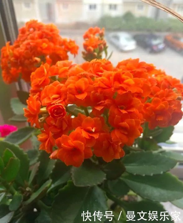 蟹爪兰|6种花，就得“穷着养”，花盆越小，长势越喜人！