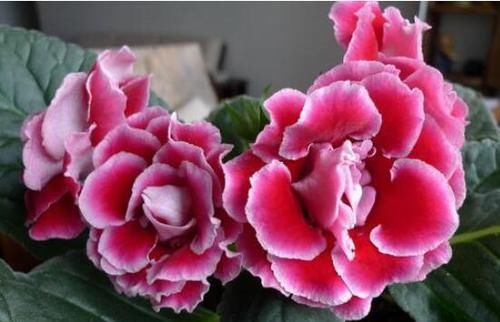 此“花”艳丽富贵,花期长达半年,耐阴好养,1朵开20天不谢