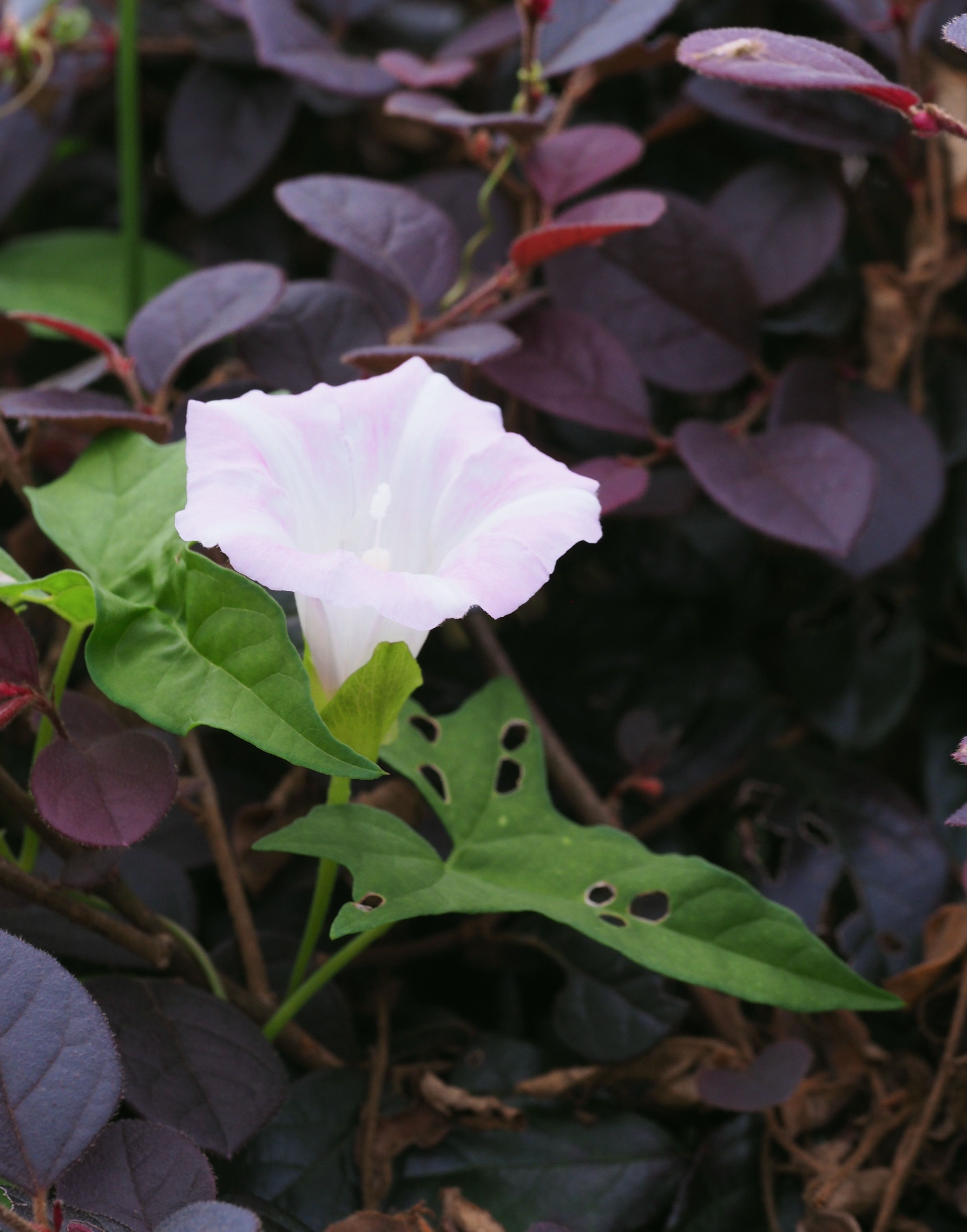 打碗花，白里透粉，象征着干净和纯洁