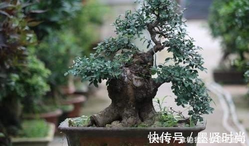 2种名贵的盆景树,观赏性高价值不菲,能养的家庭不一般!