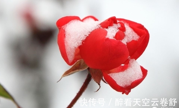 塔罗占卜：哪束雪中花最美，测你最近有什么事来到