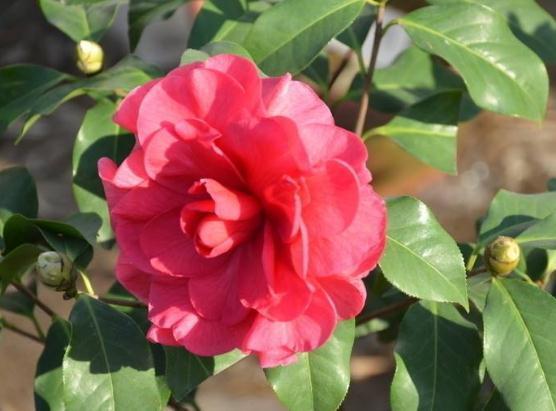 养茶花，尤其是夏天，“一点”要记住，不然叶片黄又蔫，花朵掉