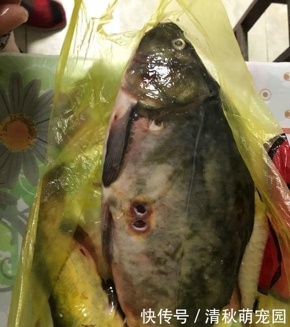 僵尸鱼?湘江钓起怪鲤鱼,鳞片掉光、肚子上两大“牙印”