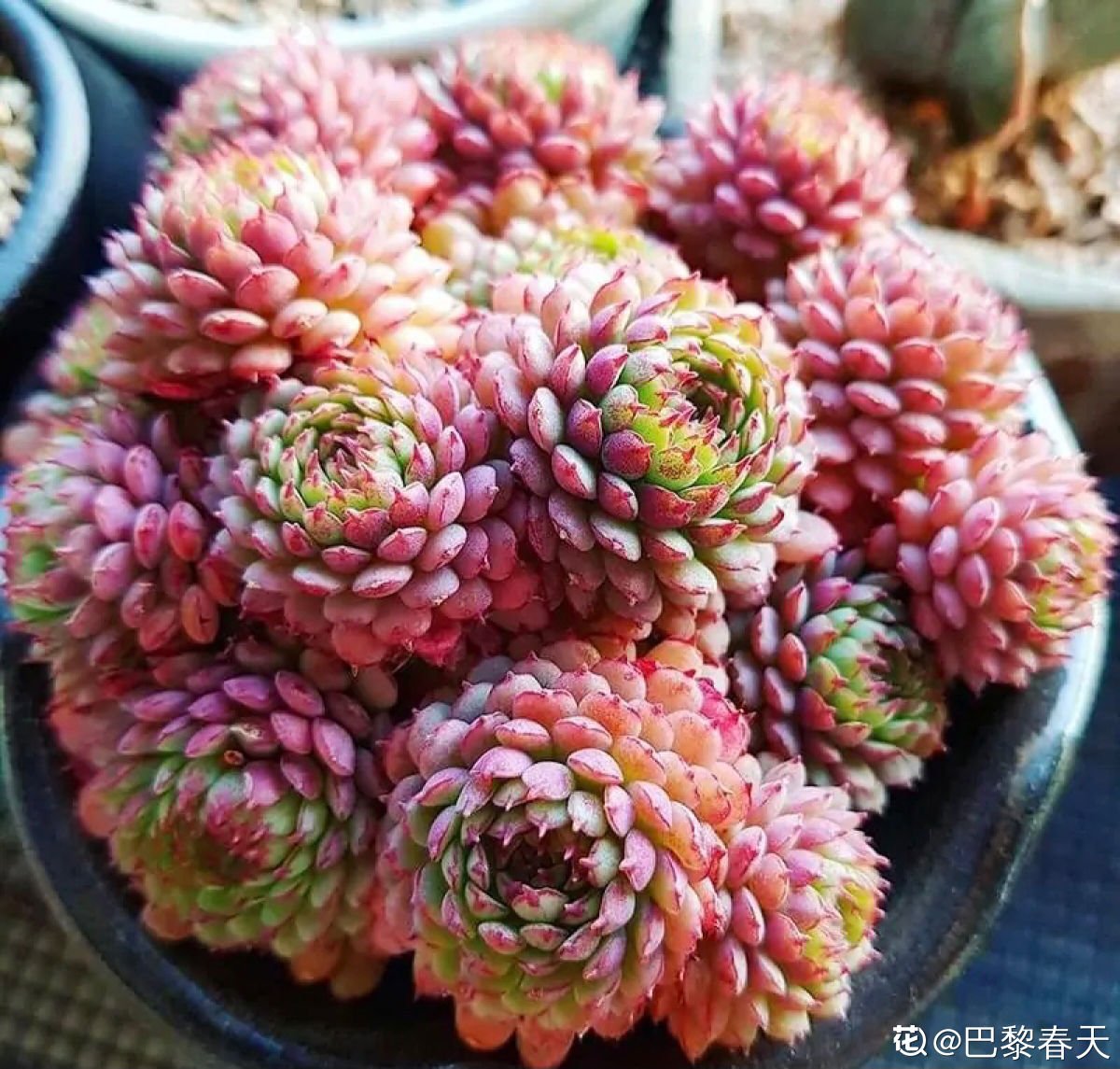 多肉多晒晒，越晒越红火，颜色鲜艳如宝石